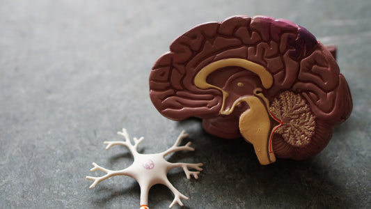 How exactly does CBD work in the brain?